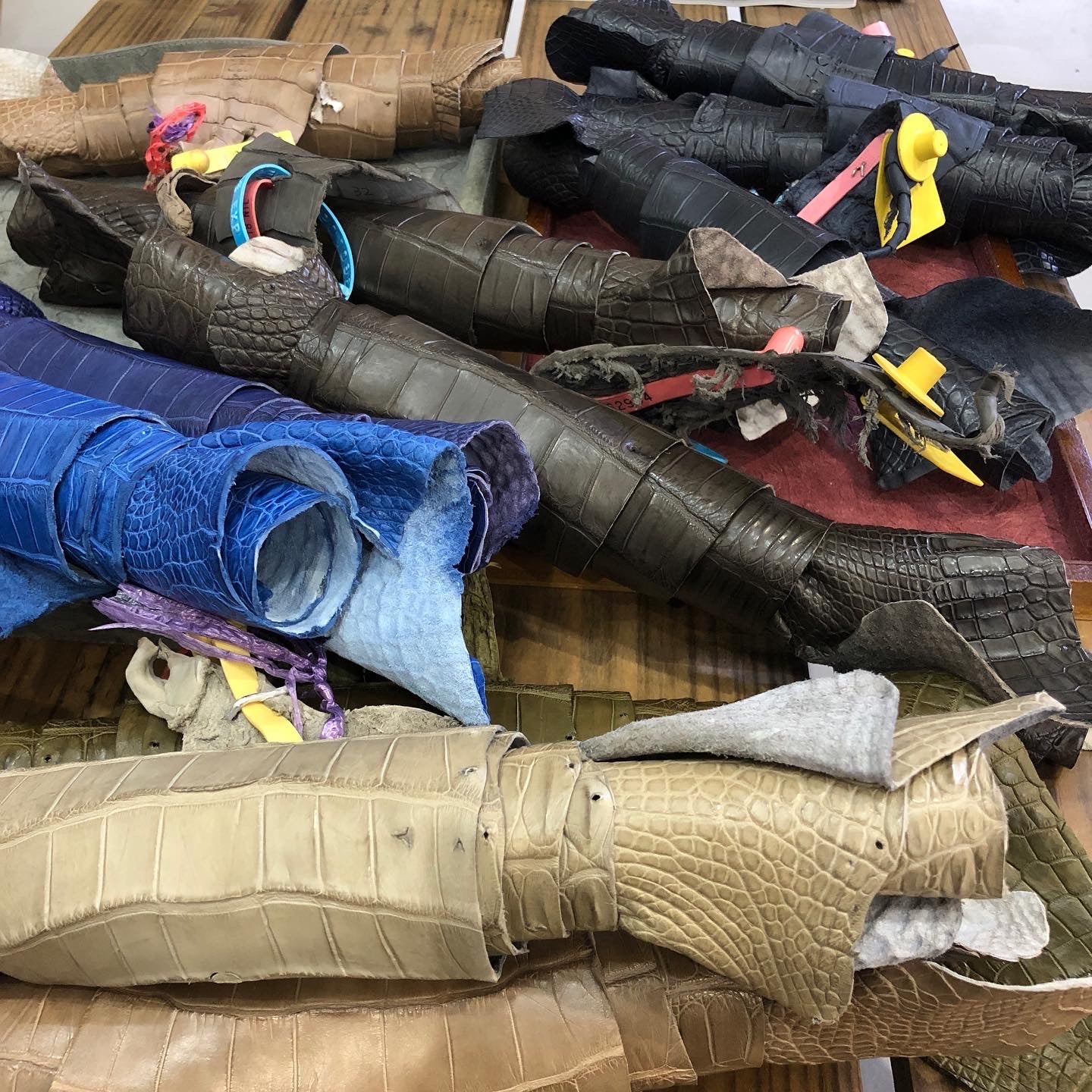 ポロサス入りました。 - 松下庵